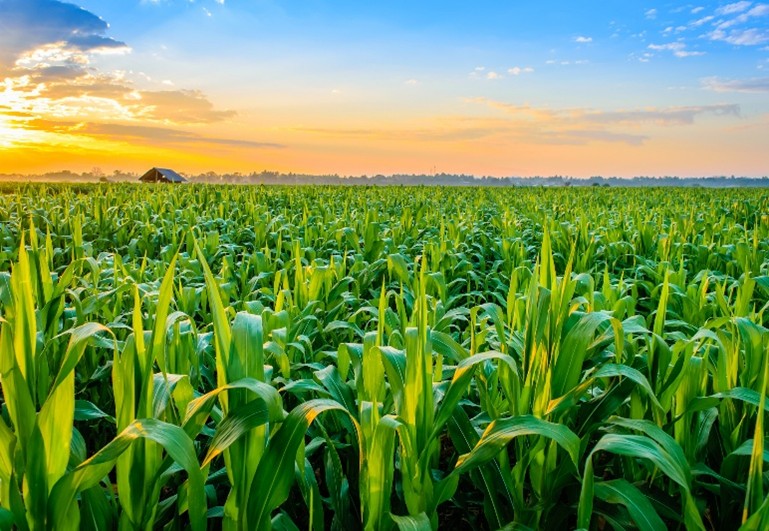 HURL Fertilizer Plant